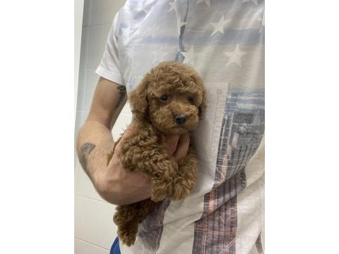 Evimde gözüm gibi baktığım poodle bebeklerim