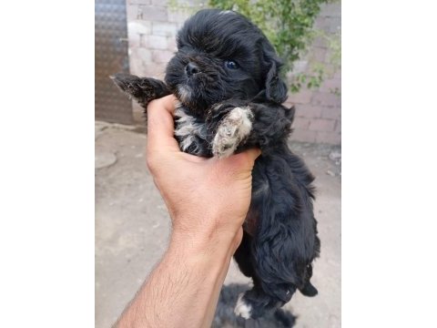 Nadir siyah maltipoo show