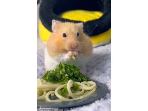 Hamster ve tüm ihtiyaçları adrese teslim kapıda ödeme