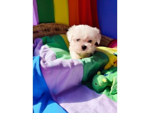 Orjinal maltese terrier yavrularımız