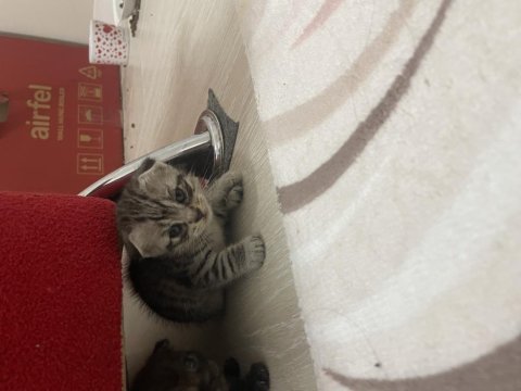 Scottish fold kediler