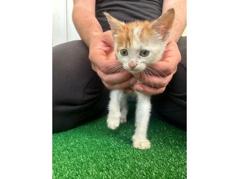 2 aylık tekir yavrularımızı ücretsiz sahiplendiriyoruz