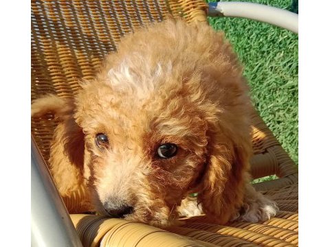 Maltipoo 3 aylık minnak yavru