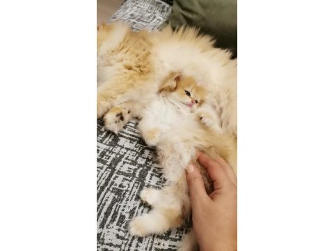 Full şecereli kucak kedisi british longhair
