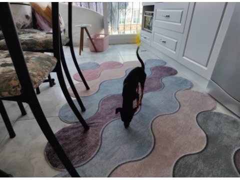 11 aylık kimlikli çipli alman pinscher, wc eğitimi var