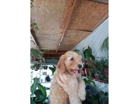 Poodle yavrumuz yeni yuvasını arıyor
