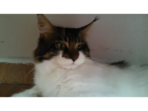Main coon erkek kedimiz