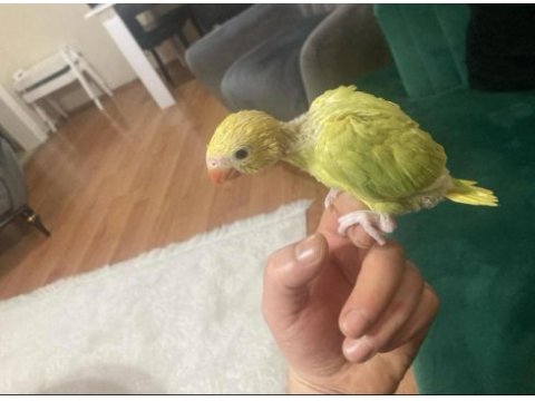 El besleme yüksek mutasyon double kafa pakistan papağanı