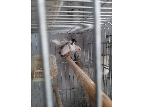 Son bir çift damızlık bengal ispinozumu veriyorum