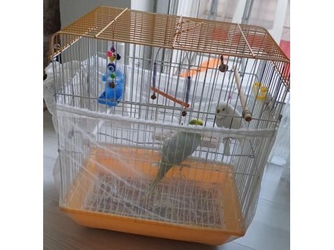 Muhabbet kuşlarımızı sahiplendirmek istiyoruz