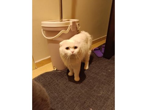 Erkek damızlık bembeyaz scottish fold