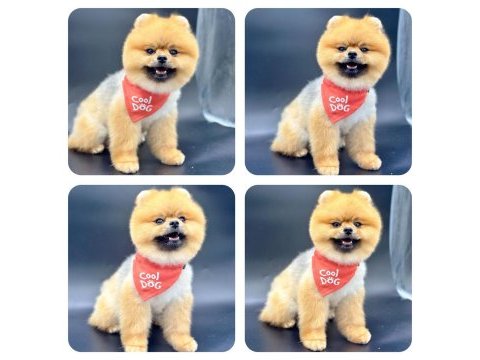 Türkiyenin en iyi a plus yavru pomeranian köpekleri