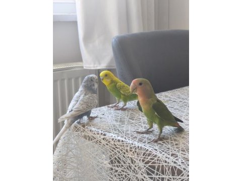 2 aylık ele alıştırmalık erkek sevda papağanı