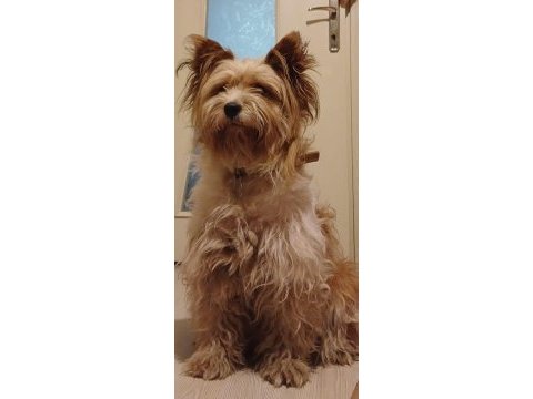 Ücretsiz terrier köpeğimizi sahiplendiriyorum