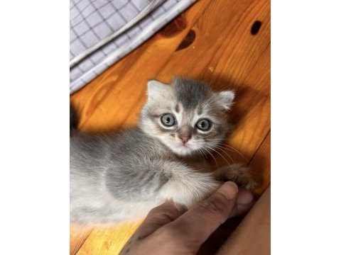 Scottish fold longhair