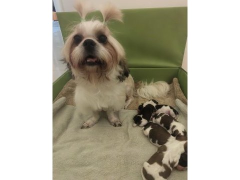 Sevimli shih tzu yavruları sahiplerini bekliyor