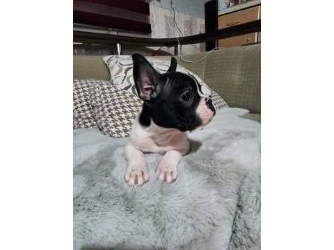 Safkan french bulldog erkek bebek