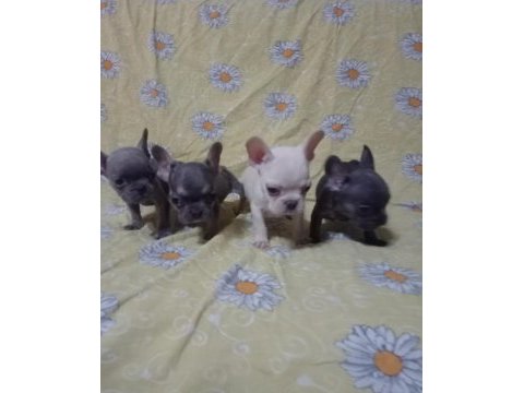 Scrli anatolian bulls üretimi egzotik french bulldog