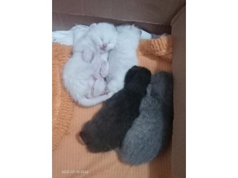 Yavru scottish fold