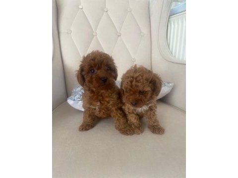 2 dişi toy poodle
