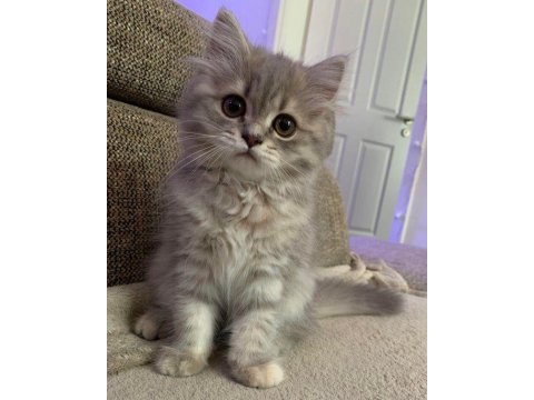 British longhair gri renk yeni sütten kesilme