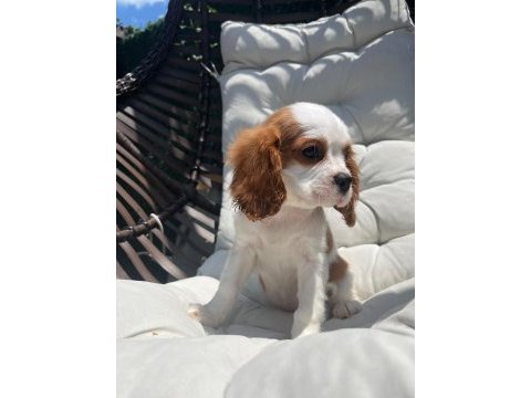 Cavalier king charles yavrular