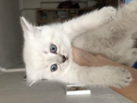 Beyaz british shorthair yavru kedim