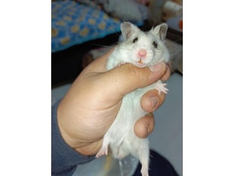 4 aylık full eğitimli hamster