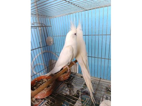 Erkek dişi albino sultan papağanı yavrulu takım