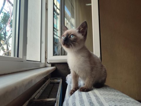 Siyam kedisi dişi yavru