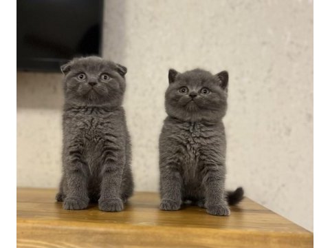 British shorthair & scottısh fıld yavrularım 
