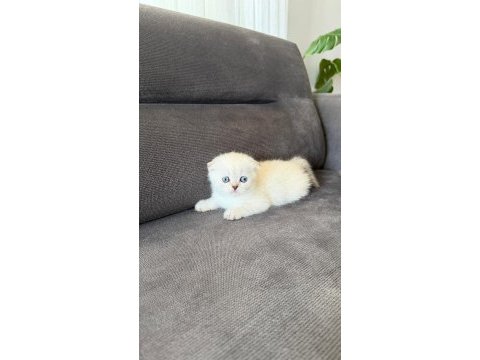 Teslime hazır mükemmel bir scottish fold