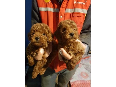 Red brown a kalite orjinal toy poodle yavrular