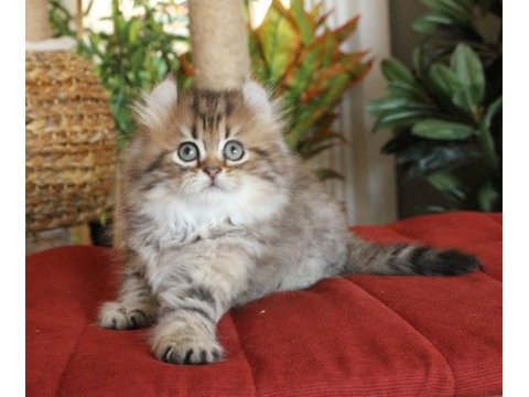 American curl türkiyede tek safkan şecereli zeki oyuncu