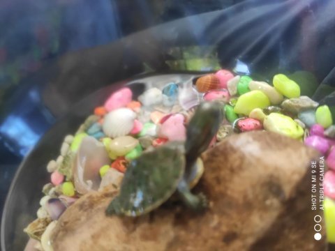 Uygun fiyatlı sağlıklı su kaplumbağası