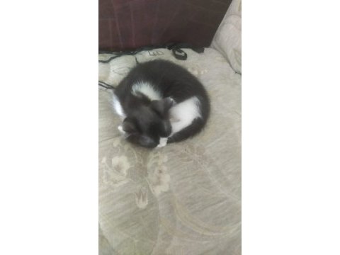 Ücretsiz 4 adet yavru kedi