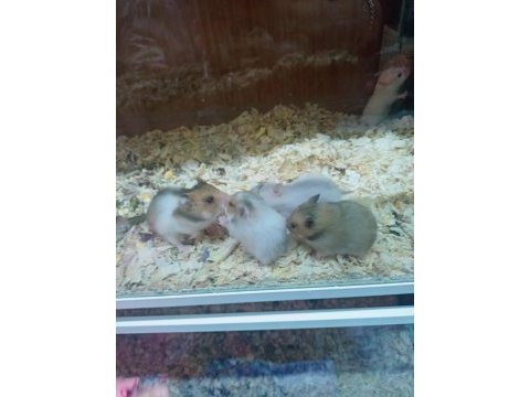 Hamster lar geldi
