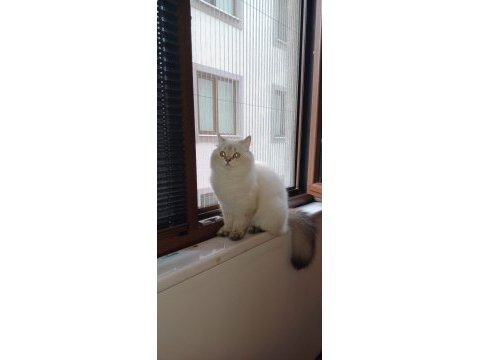 British yumoşumuzu sahiplendirendiriyoruz