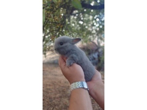 Cüce tavşan (netharlend dwarf)