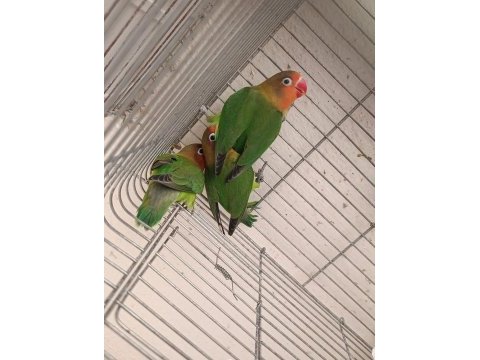 2 aylık yavru cennet papağanı