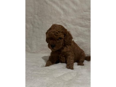 Toy poodle dişi erkek