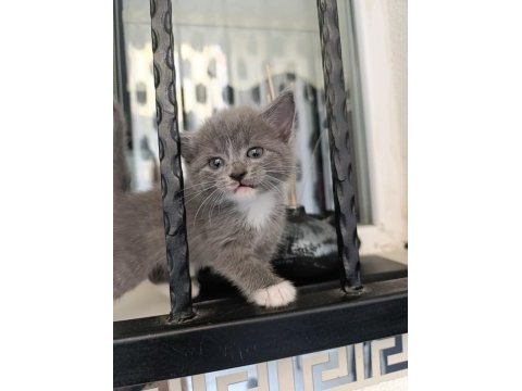 Sevimli british shorthair kardeş bebekler