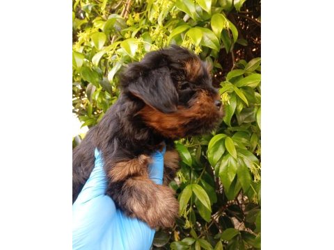 Irk ve sağlık garanti yorkie bebekler