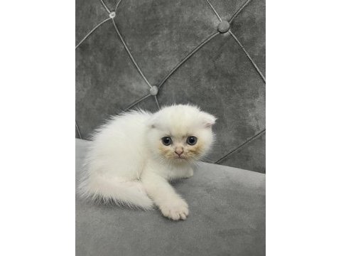Sevimli scottish fold dostum