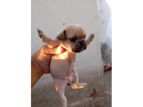 French bulldog köpekler