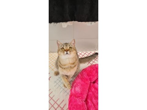 Golden british shorthair