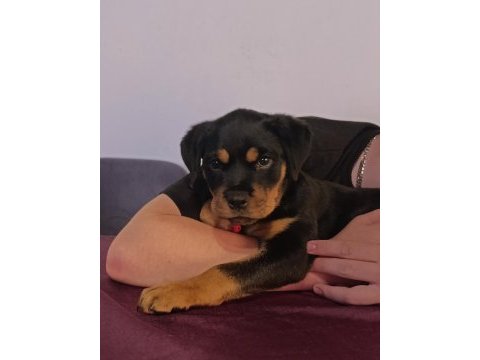 A şecereli dişi rottweiler