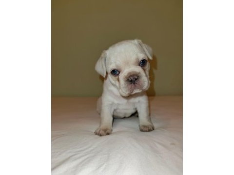 Fransız bulldog dişi ve erkek