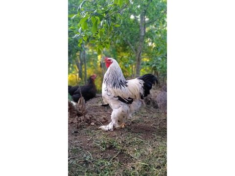 Dev light brahma