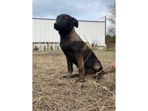Malinois koyu renk sevenlere